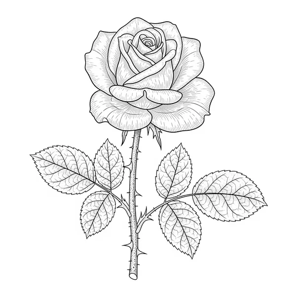 Highly detailed rose with every petal, leaf and thorn drawn